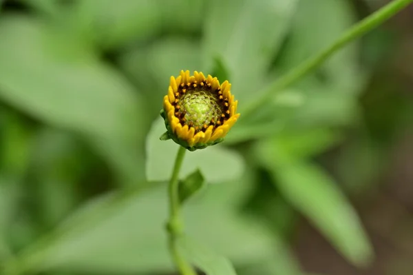 Mooie Gele Bloemen Tuin — Stockfoto