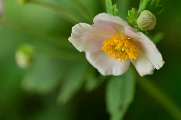 Beautiful Tender Flowers Growing Garden — Stok fotoğraf