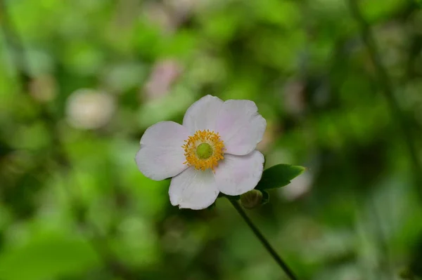 Güzel Beyaz Çiçeklerin Bahçede Büyüyen — Stok fotoğraf