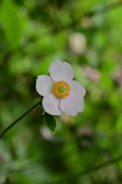 Belles Fleurs Blanches Poussant Dans Jardin — Photo