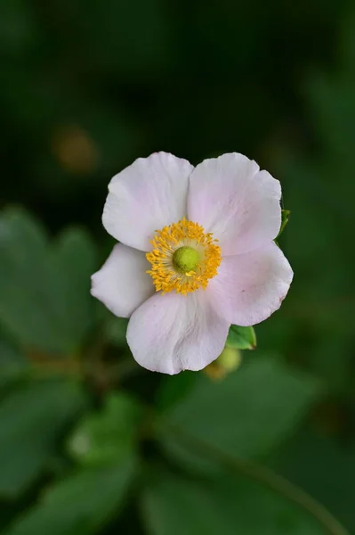 Vackra Vita Blommor Som Växer Trädgården — Stockfoto