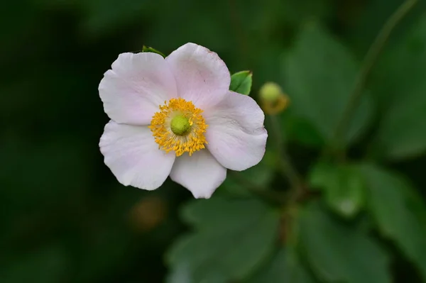 美しい白い花の庭で成長しています — ストック写真