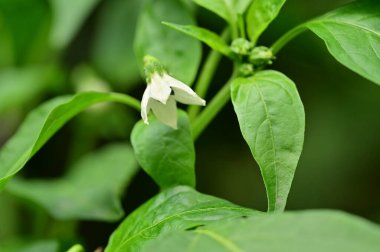 güzel beyaz çiçeklerin bahçede büyüyen