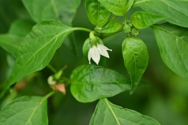 güzel beyaz çiçeklerin bahçede büyüyen