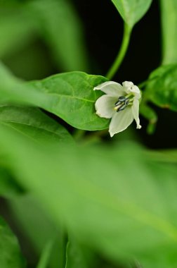 güzel beyaz çiçeklerin bahçede büyüyen