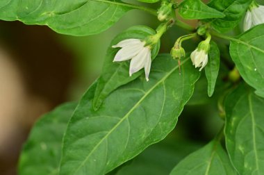 güzel beyaz çiçeklerin bahçede büyüyen