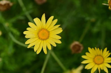 Bahçedeki güzel sarı çiçekler
