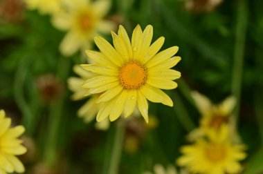 Bahçedeki güzel sarı çiçekler