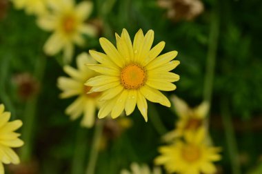 Bahçedeki güzel sarı çiçekler