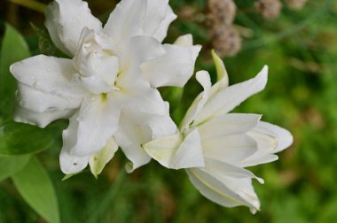 güzel beyaz çiçeklerin bahçede büyüyen