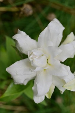 güzel beyaz çiçeklerin bahçede büyüyen