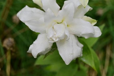 güzel beyaz çiçeklerin bahçede büyüyen