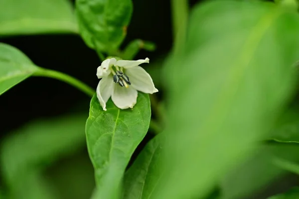 Krásné Bílé Květy Rostoucí Zahradě — Stock fotografie
