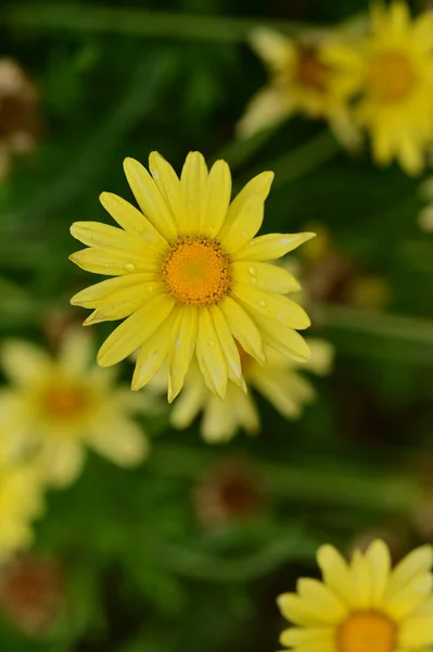 Lindas Flores Amarelas Jardim — Fotografia de Stock