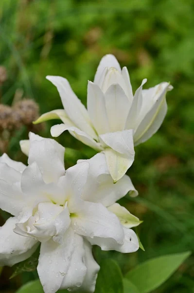 Krásné Bílé Květy Rostoucí Zahradě — Stock fotografie
