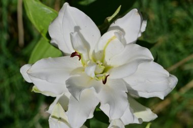 güzel beyaz çiçeklerin bahçede büyüyen
