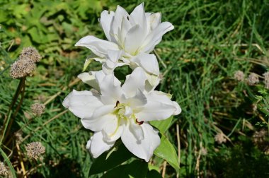 güzel beyaz çiçeklerin bahçede büyüyen