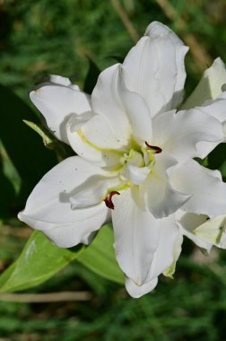 güzel beyaz çiçeklerin bahçede büyüyen