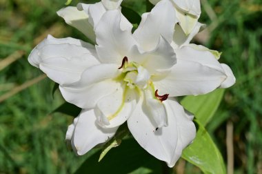 güzel beyaz çiçeklerin bahçede büyüyen