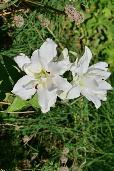 güzel beyaz çiçeklerin bahçede büyüyen