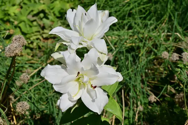 güzel beyaz çiçeklerin bahçede büyüyen