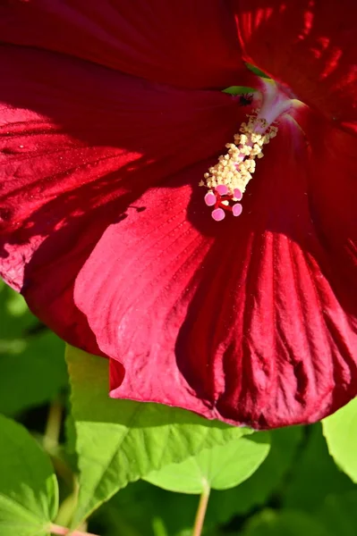 Belas Flores Vermelhas Coloridas Jardim — Fotografia de Stock