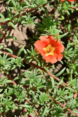 Bahçedeki güzel kırmızı renkli çiçekler