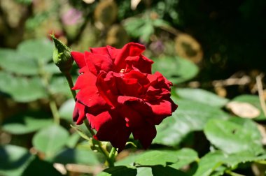 Bahçedeki güzel kırmızı renkli çiçekler