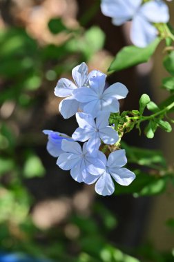 Doğada yetişen güzel mavi çiçekler. görünümü kapat
