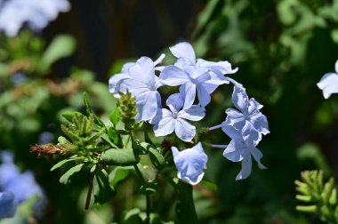 Doğada yetişen güzel mavi çiçekler. görünümü kapat