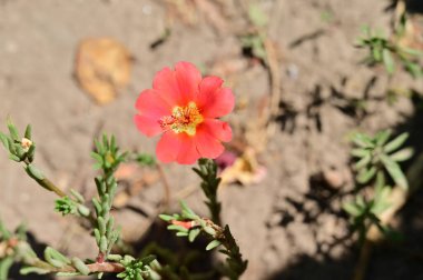 Bahçedeki güzel pembe çiçekler
