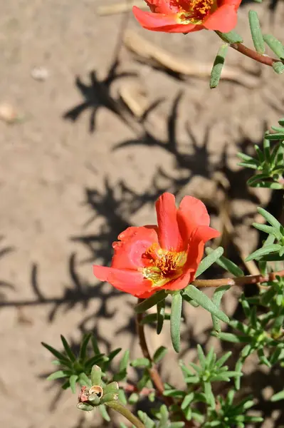 Beautiful Red Colored Flowers Garden — Stok fotoğraf