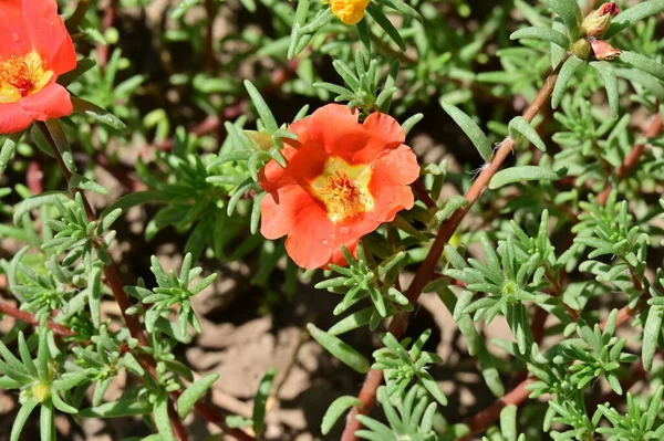 Belles Fleurs Couleur Rouge Dans Jardin — Photo