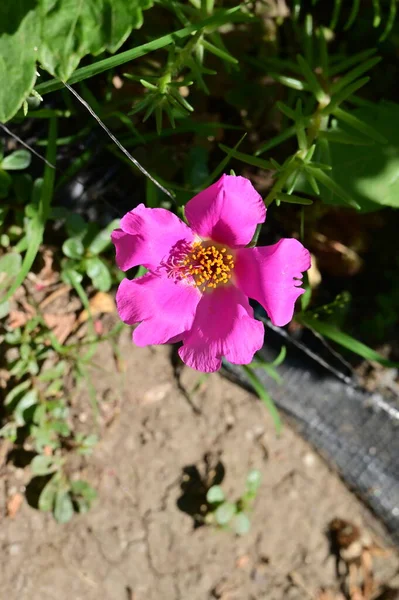 Bellissimi Fiori Rosa Giardino — Foto Stock