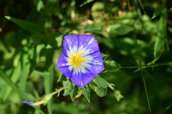 Schöne Lila Blumen Garten — Stockfoto