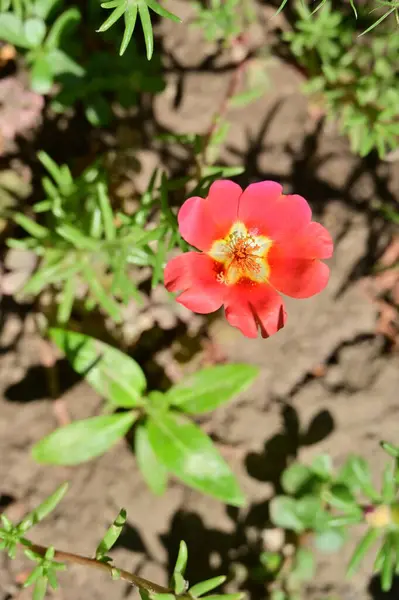 Indah Berwarna Merah Bunga Taman — Stok Foto