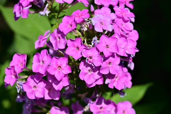 Vackra Rosa Blommor Trädgården — Stockfoto