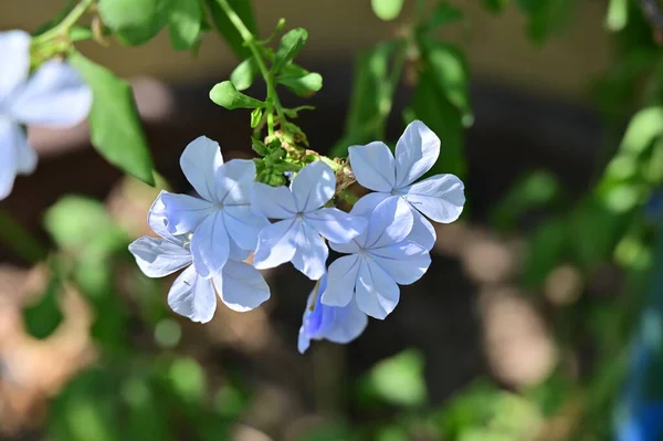 Beautiful Blue Flowers Growing Nature Close View — Foto de Stock