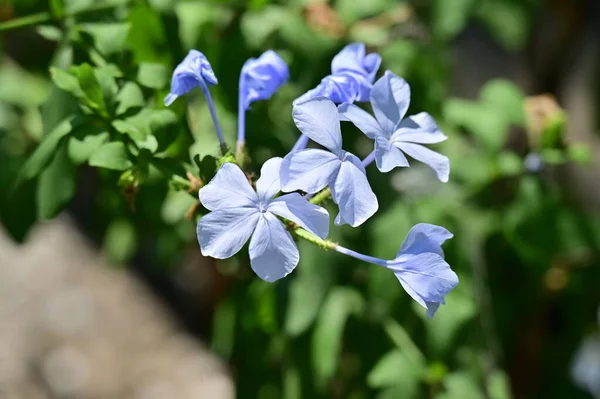 Mooie Blauwe Bloemen Groeien Natuur Close Zicht — Stockfoto