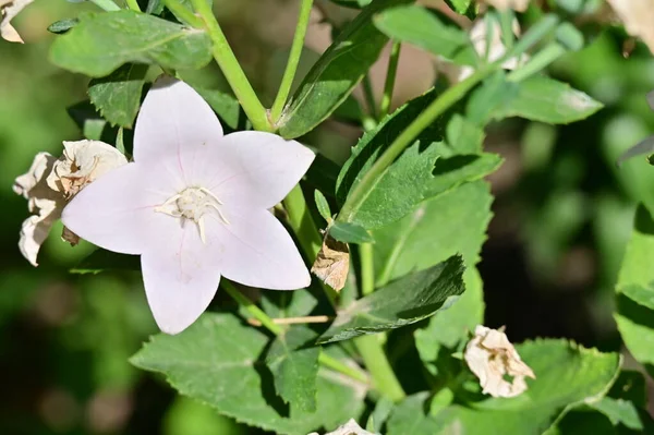 Mooie Witte Bloemen Groeien Tuin — Stockfoto