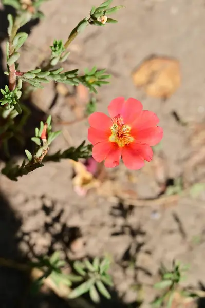 庭の美しいピンクの花 — ストック写真