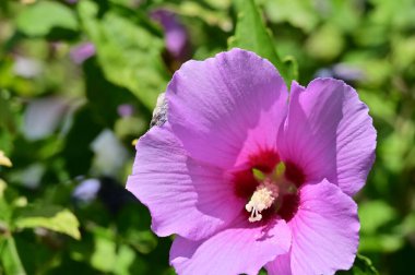 Bahçedeki güzel pembe çiçekler