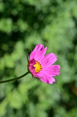 Bahçedeki güzel pembe çiçekler