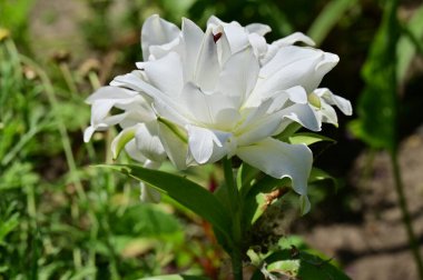 güzel beyaz çiçeklerin bahçede büyüyen