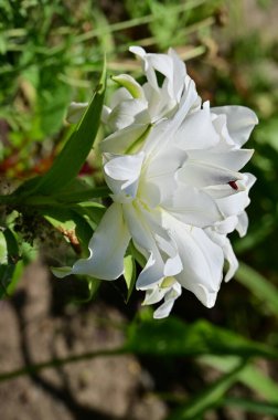 Bahçedeki güzel beyaz çiçekleri kapat.