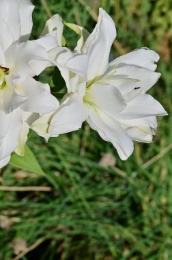 güzel beyaz çiçeklerin bahçede büyüyen