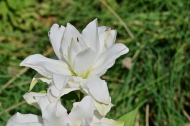 güzel beyaz çiçeklerin bahçede büyüyen