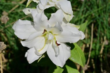 güzel beyaz çiçeklerin bahçede büyüyen