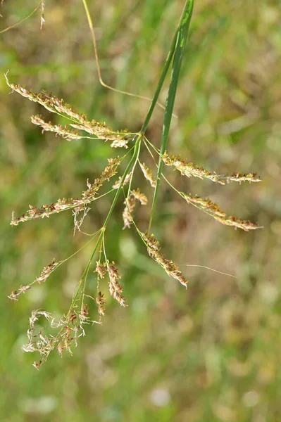 花园里的绿色植物 — 图库照片