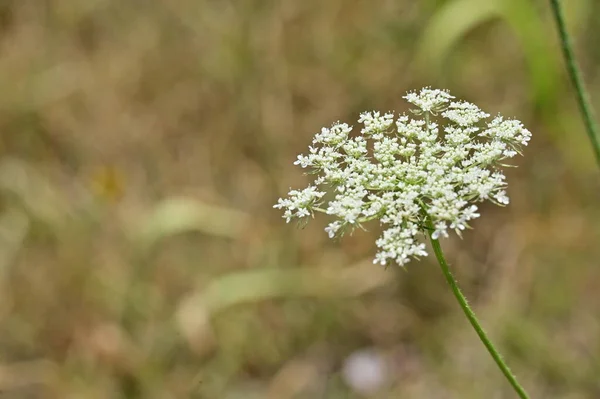 Beautiful White Flowers Growing Garden — Stock Photo, Image